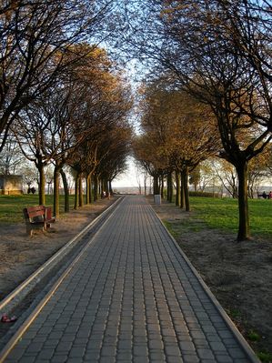 Aleja klonowa w parku przy kościele mariawickim
