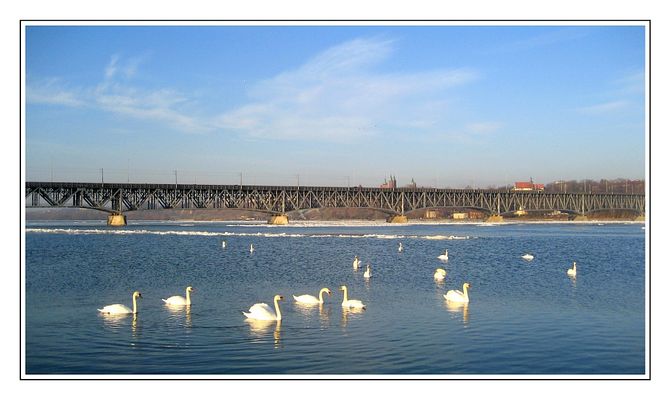 Łabędzie na Wiśle
Słowa kluczowe: Wisła