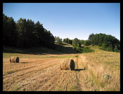 Dolina Skrwy Prawej
Radotki
Słowa kluczowe: okolice Płocka