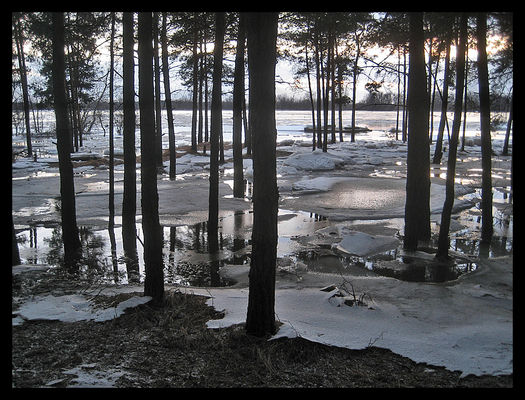 im dalej w las, tym więcej... wody
* * * *
las nad Wisłą w Borowiczkach - 3. 3. 2010 r.
Słowa kluczowe: Borowiczki