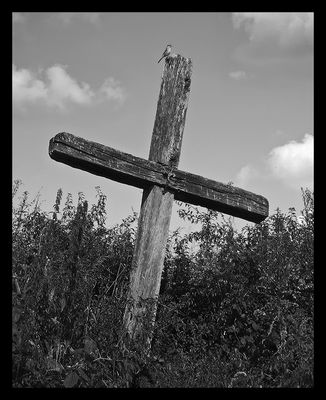 * * *  panta rhei  * * *
stary krzyż w Ulaszewie
Słowa kluczowe: okolice Płocka