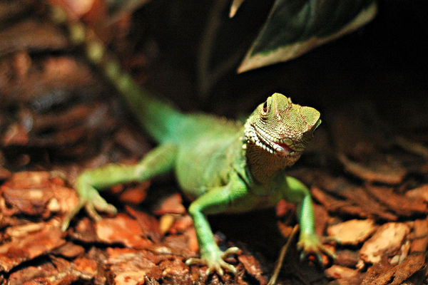 Ciekawski jaszczur
Słowa kluczowe: zoo terrarium