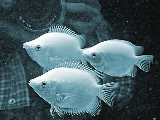 Rybki z wielorybem w tle
To juz moje ostatnie rybki. Mam nadzieje ustrzec sie politycznych skojarzen, tak jak to bylo przy poprzedniej "parce" :)=

Płockie ZOO
Słowa kluczowe: zoo akwarium