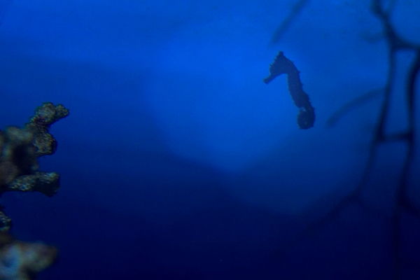 Konik morski
Słowa kluczowe: zoo akwarium