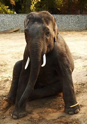 Słoń
Chyba był lekko wytresowany.
Słowa kluczowe: zoo słoń