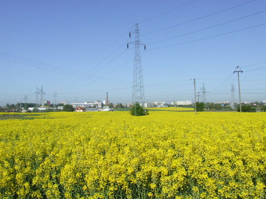 pole
Podolszyce
Słowa kluczowe: pole