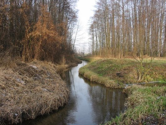 Rzeka niosąca wiosnę ze sobą
Rzeka Mołtawa w Blichowie
Słowa kluczowe: Blichowo rzeka wiosna krajobraz widok las