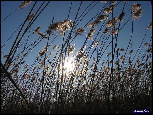 Szuwary nad Sobótką
Słowa kluczowe: sobótka, wisła, zalew