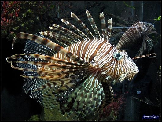 Skrzydlica
Słowa kluczowe: skrzydlica ryby ryba zoo woda