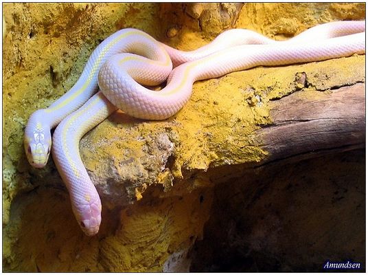 Płockie węże
Słowa kluczowe: wąż węże zwierzęta zoo płock