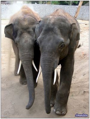 Płockie słonie
Słowa kluczowe: zoo słoń słonie zwierzęta