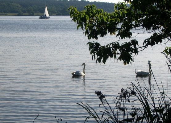 Zalew Włocławski
Zalew Włocławski w okolicach Starego Duninowa
Słowa kluczowe: Duninów