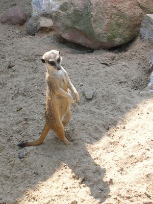 Surykatka
Płockie ZOO
