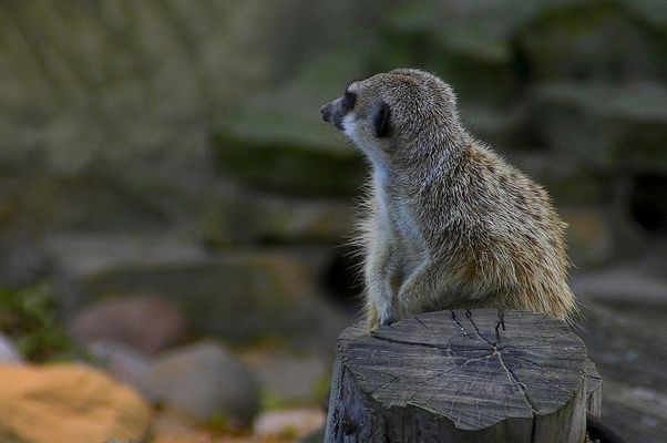 nie chce mi się na ciebie patrzeć...
surykatka, niekoniecznie zainteresowana pozowaniem
