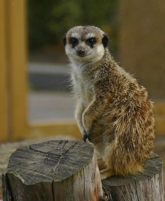 i co się gapisz człowieku
Jak widać surykatka , lekko wnerwiona, pwenie nadchodzącą już powoli zimą.

