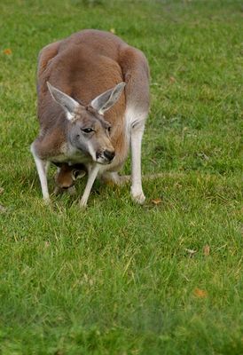 prawie jak Australia
nasze ZOO , jeden z ostatnich łykendów października
