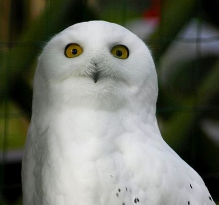 sowa snieżna II
mieszkanka płockiego ZOO .
