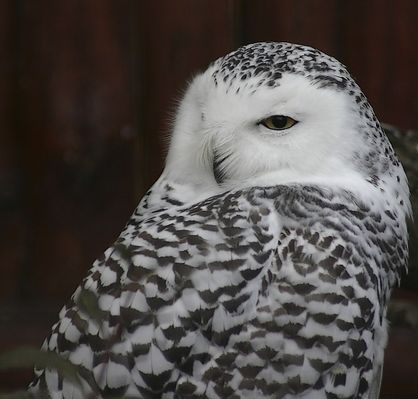 sowa snieżna
mieszkanka płockiego ZOO .
