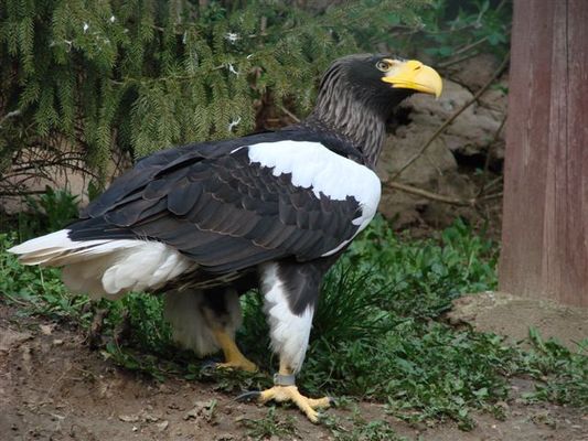 Orłan
Słowa kluczowe: Ptaki orłan