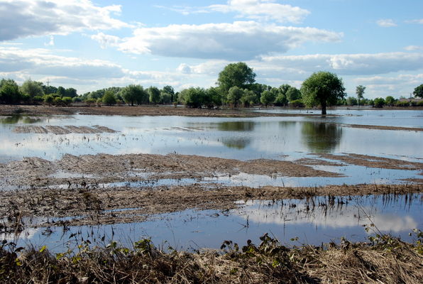 Po powodzi
Zalane pola w Troszynie Polskim
Słowa kluczowe: pola woda powódź Troszyn