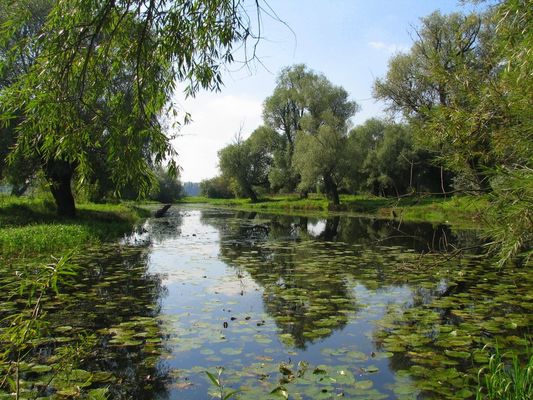 Sielsko - anielsko
Mały zalew wiślany w okolicach Rydzyna (gm. Słupno)
Słowa kluczowe: Rydzyno