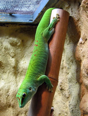 Gekon Madagaskarski
mieszkaniec płockiego Zoo
Słowa kluczowe: Zoo gekon