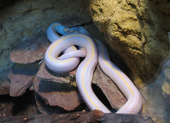 Lancetogłów Kalifornijski
mieszkaniec płockiego Zoo
Słowa kluczowe: Zoo wąż lancetogłów