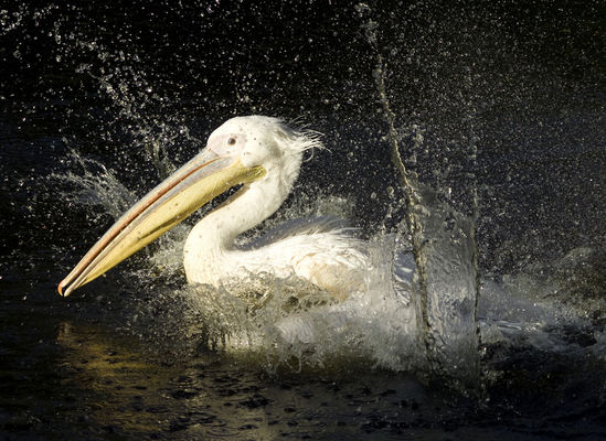 Pelikan bierze kąpiel
płockie ZOO
Słowa kluczowe: Pelikan