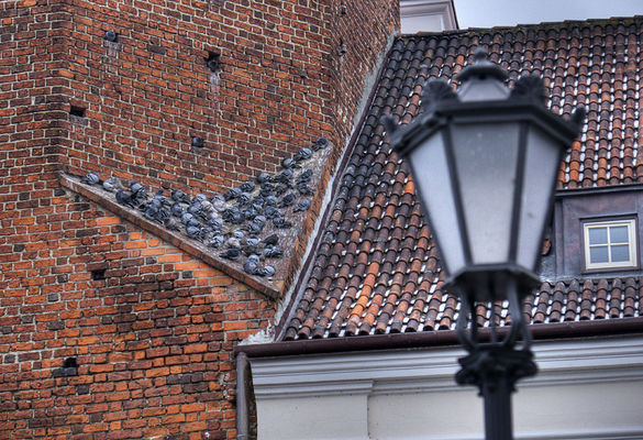 Gdzie nocują gołębie
