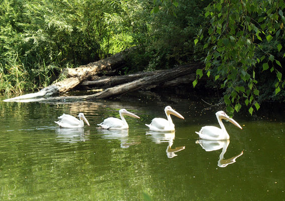 Pelikany
Płockie ZOO
Słowa kluczowe: ZOO Pelikany