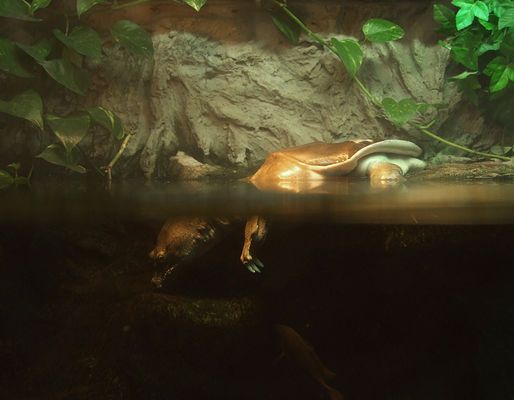 Żółwiak chiński
(Pelodiscus sinensis) gatunek gada z podrzędu żółwi skryto-szyjnych z rodziny żółwiaków.
