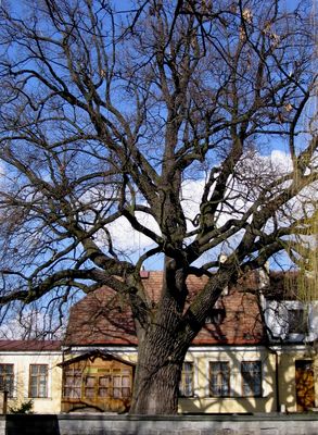 Dąb i dom W. Browniewskiego
