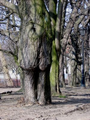 Wzgórze Tumskie
Słowa kluczowe: Przyroda,