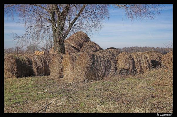 "Bołdy"
Czachorowo koło Płocka.
