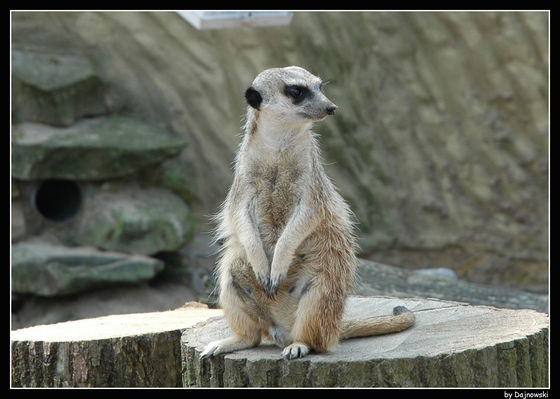 Surykatka
Surykatki sponsoruje "Budowlanka":)
Słowa kluczowe: zoo surykatka