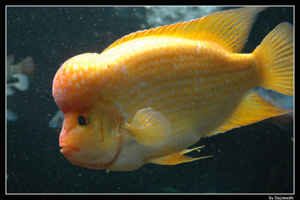 Druga rybcia
Słowa kluczowe: zoo