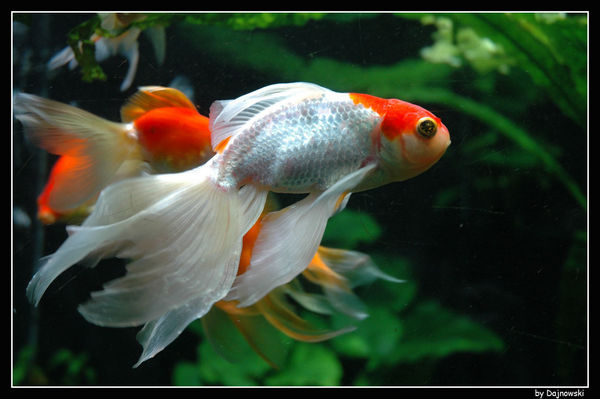 Rybcia
Słowa kluczowe: zoo