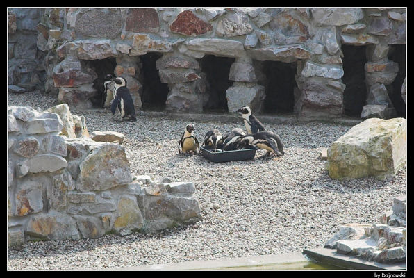 Pingwiny
Słowa kluczowe: zoo pingwiny