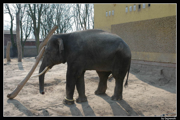 Słoń albo słonica:)
