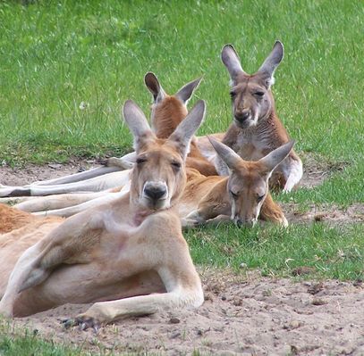 Australijskie deja vu
