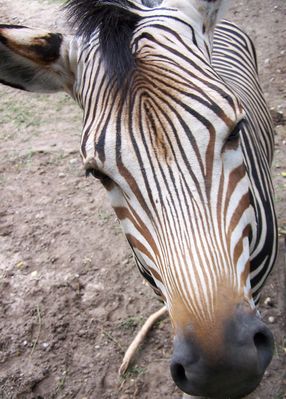 Ciekawska zebra z Płocka
