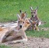 kangury.jpg