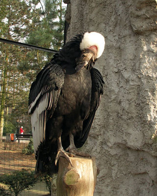 Kondor
Toaleta kondora

Płockie ZOO
Słowa kluczowe: Kondor toaleta ZOO