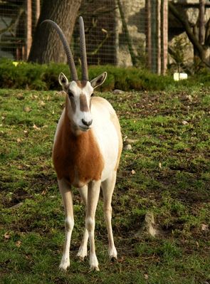 Antylopa
Sorry, ale przy robieniu zdjęcia nie spojarzałam na tabliczkę z nazwą :)
Słowa kluczowe: ZOO