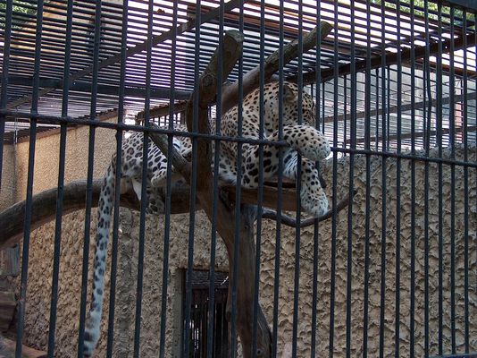 Podaj łapkę...
Ciasna klatka w płockim ZOO
