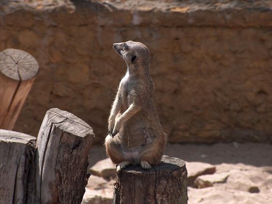 Ulubieniec
jestem Płocczaninem!
