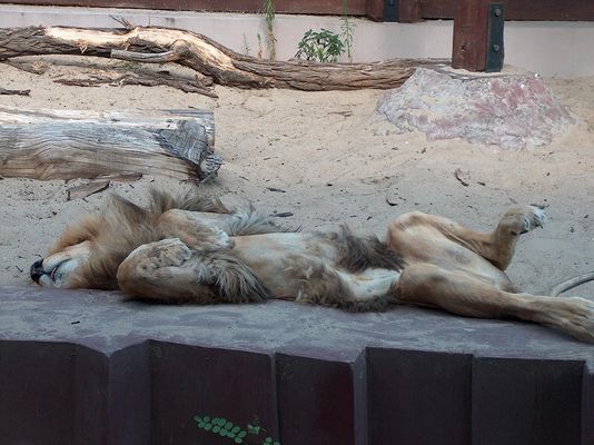 Odpoczynek
nie ma to jak spanko
