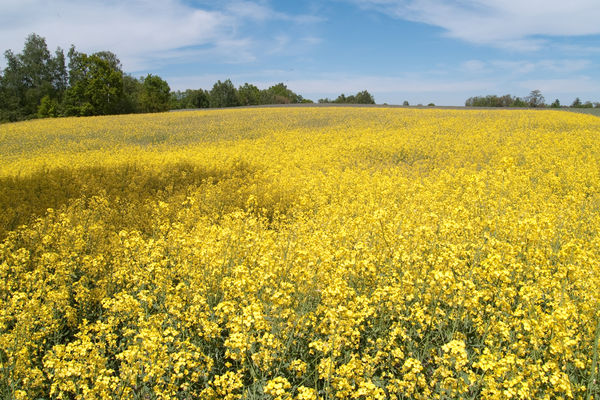 zielony szlak im. św. Huberta 
Szeligi
