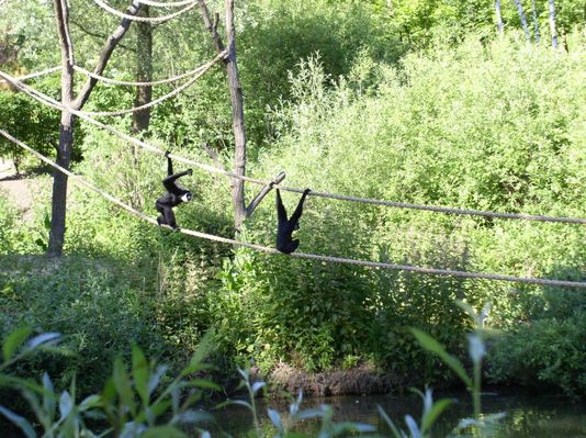 gibony
Płockie ZOO
