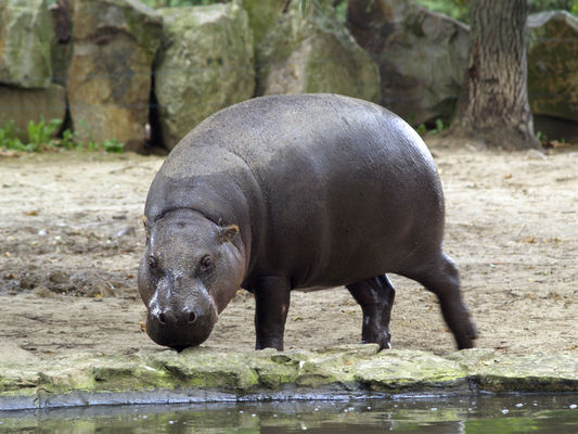 hipopotam karłowaty
